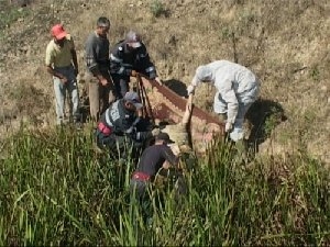 copila-inecataweb copila-inecataweb