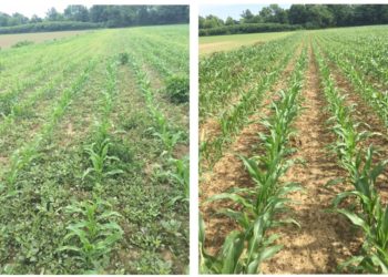 Ce sunt buruienile, cum pot afecta culturile si de ce este necesar sa folositi un erbicid total?