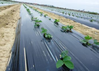 Folie de mulcire neagra: solutia ideala impotriva buruienilor si a insectelor daunatoare