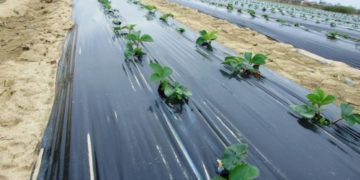 Folie de mulcire neagra: solutia ideala impotriva buruienilor si a insectelor daunatoare