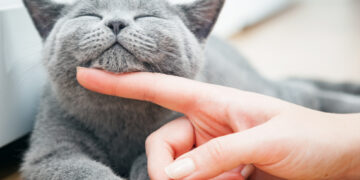 Tips&tricks: afla care este schema potrivita de vaccinare pentru pisica ta